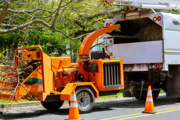 Best Large Tree Removal  in Hyde Rk, PA